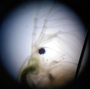 Taller Microscòpia Món microscòpic aquàtic Extraescolars Barcelona