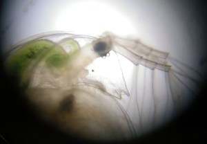 Taller Microscòpia Món microscòpic aquàtic Extraescolars Barcelona