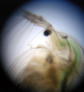 Taller Microscòpia Món microscòpic aquàtic Extraescolars Barcelona