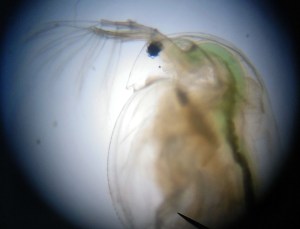 Taller Microscòpia Món microscòpic aquàtic Extraescolars Barcelona