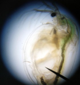 Taller Microscòpia Món microscòpic aquàtic Extraescolars Barcelona