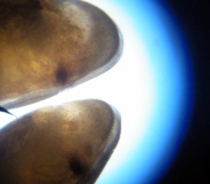 Taller Microscòpia Món microscòpic aquàtic Extraescolars Barcelona