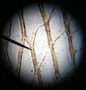 Taller Microscòpia Món microscòpic aquàtic Extraescolars Barcelona