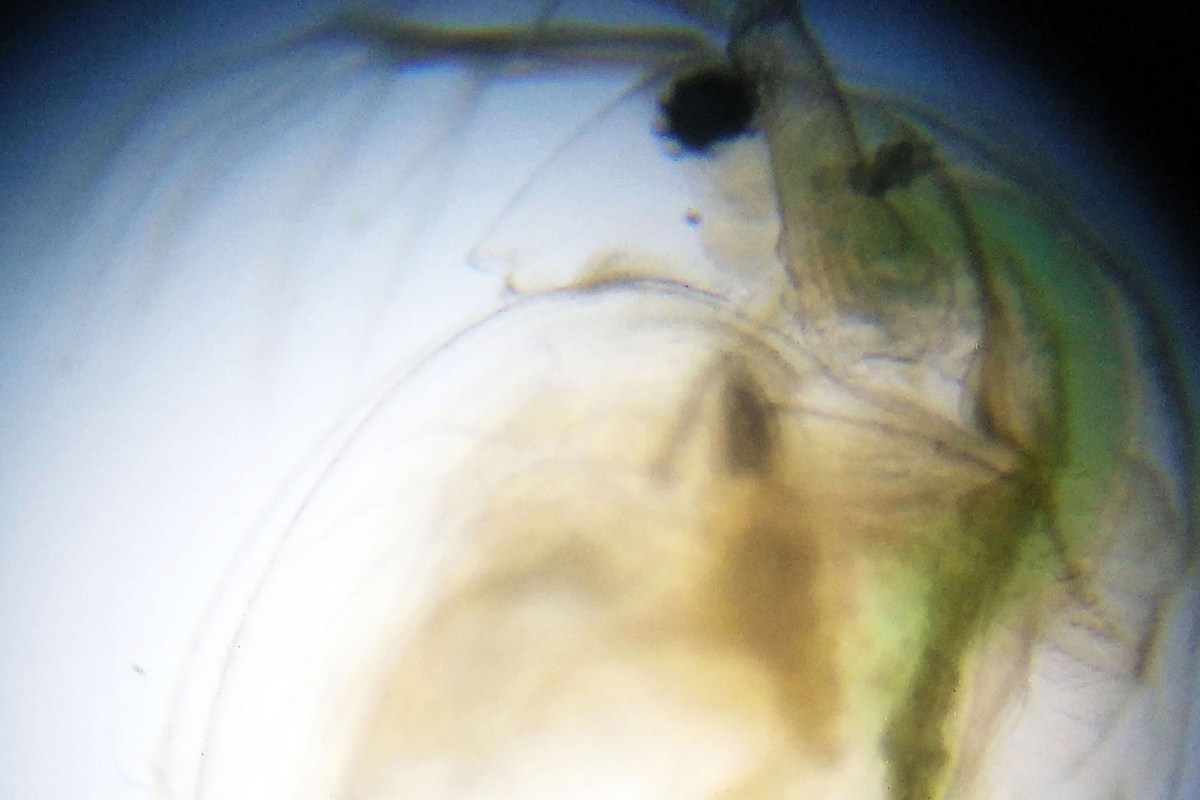 Taller Microscòpia Món microscòpic aquàtic Extraescolars Barcelona