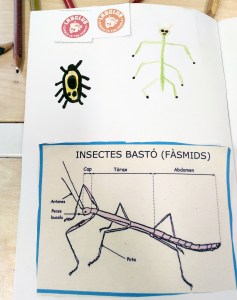 Tallers Extraescolars Ciència Artròpodes Insectes Barcelona