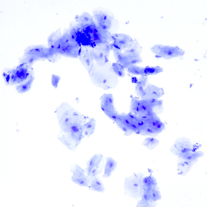 Taller de Biologia Cel·lular Microscòpia