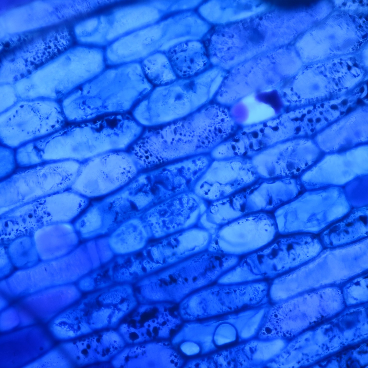 Taller de Biologia Cel·lular Microscòpia