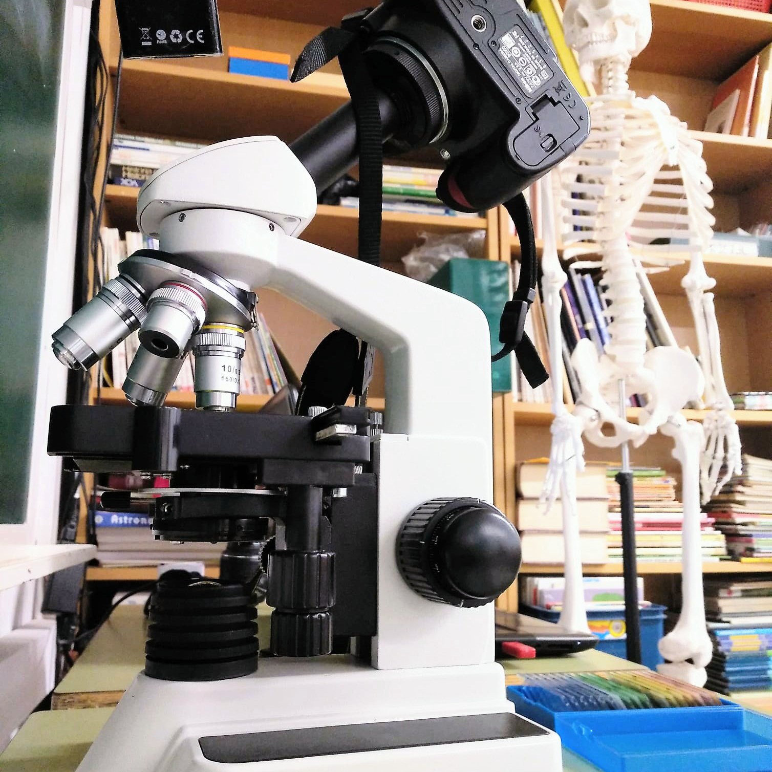 Taller de Biologia Cel·lular Microscòpia