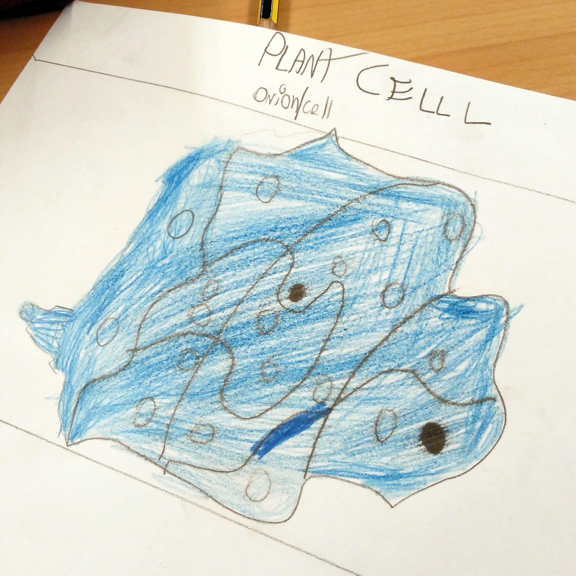 Taller de Biologia Cel·lular Microscòpia