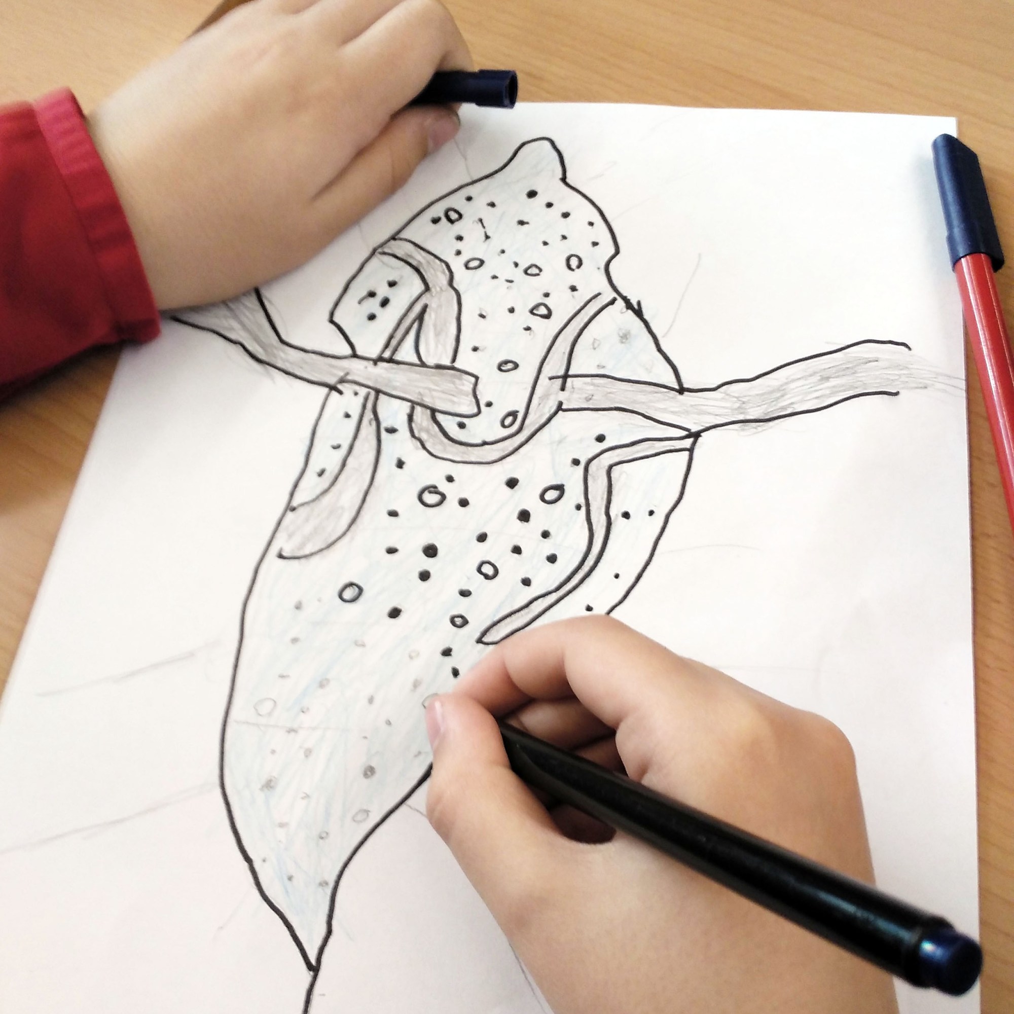 Taller de Biologia Cel·lular Microscòpia