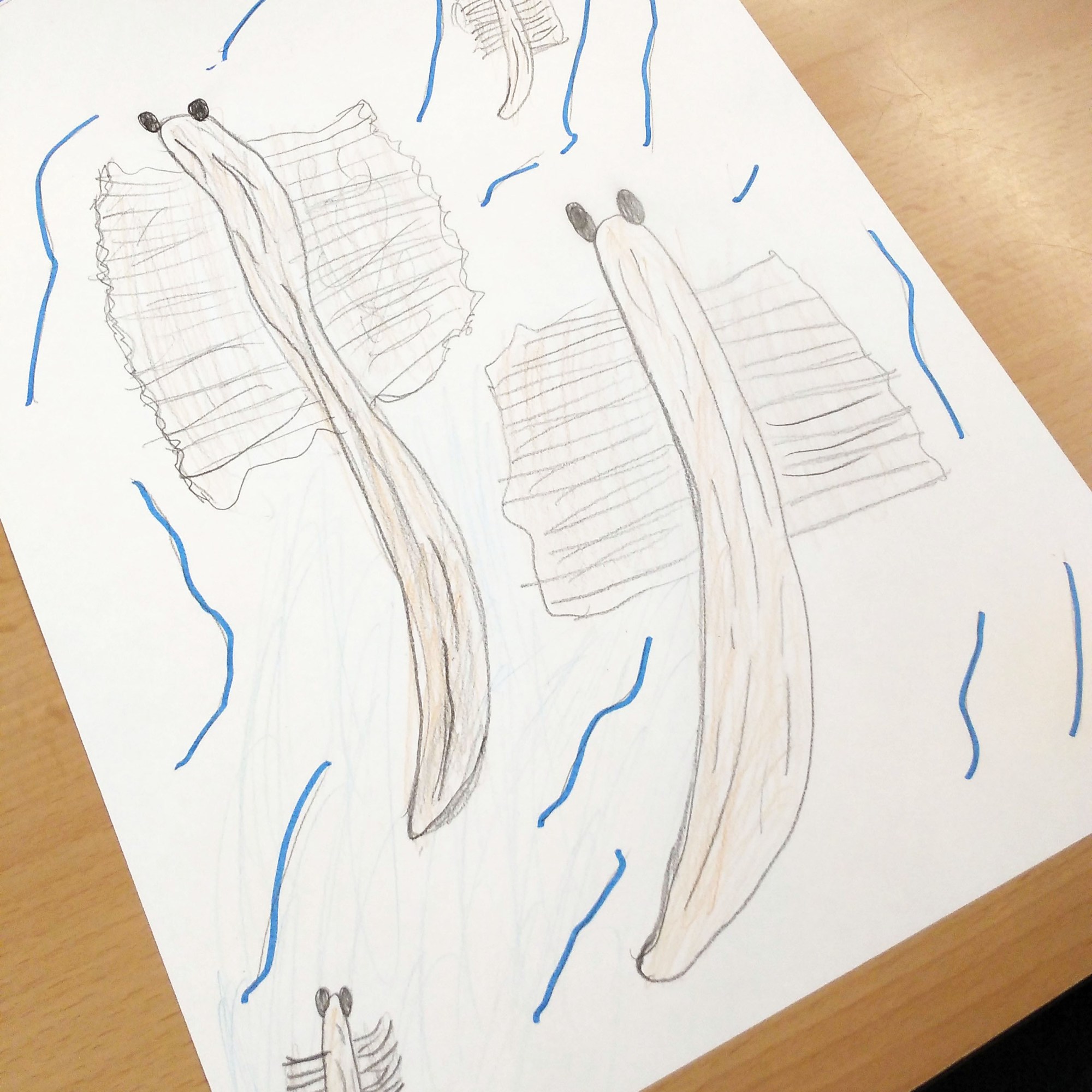 Taller de Biologia Cel·lular Microscòpia