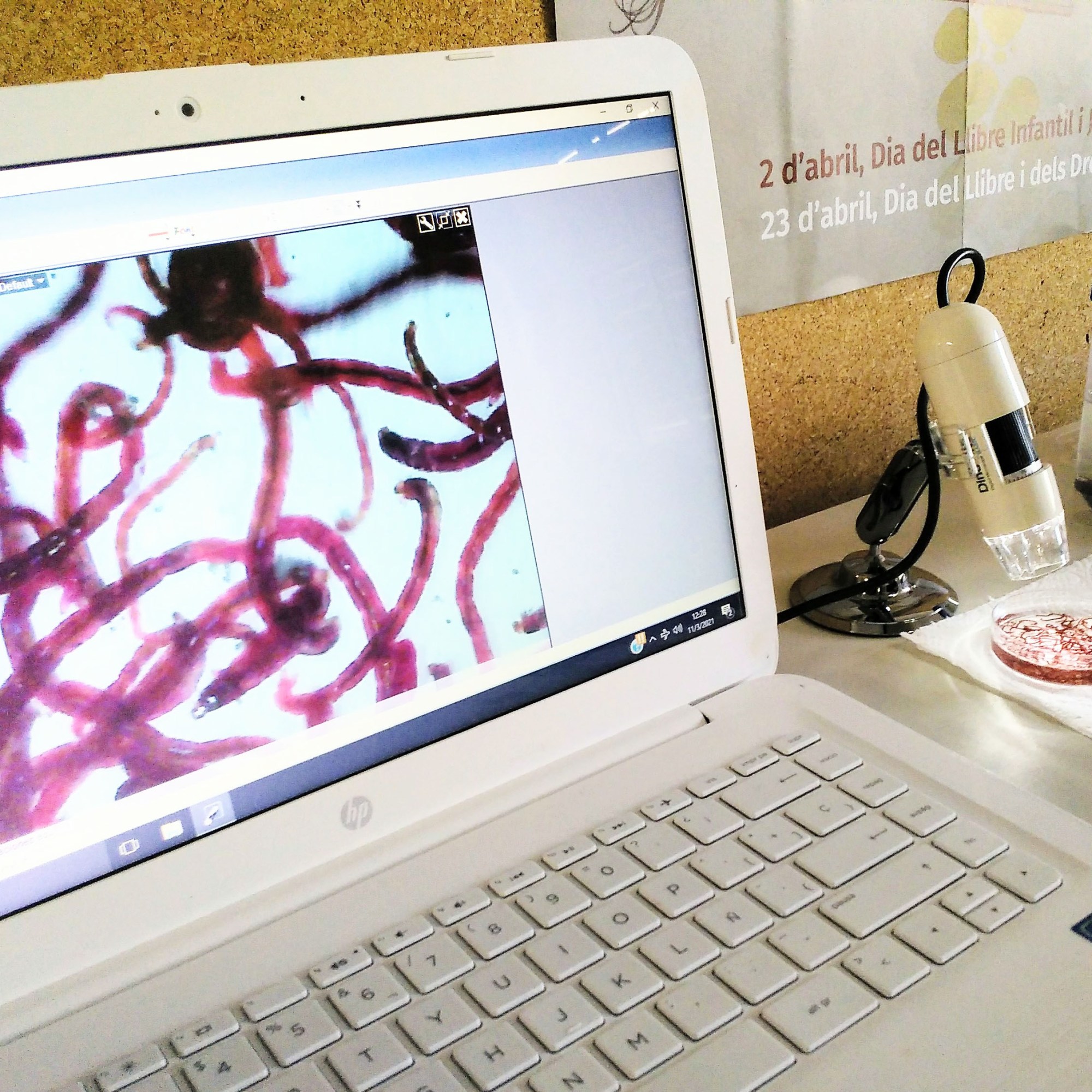 Taller de Biologia Cel·lular Microscòpia