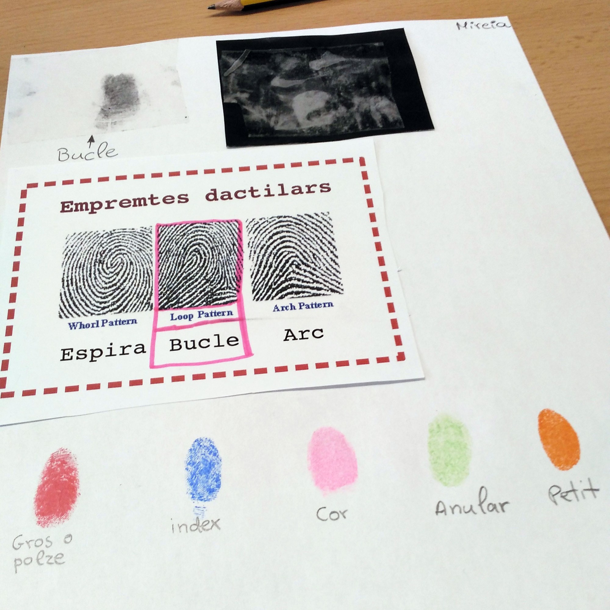 Taller Empremtes dactilars Dactiloscòpia