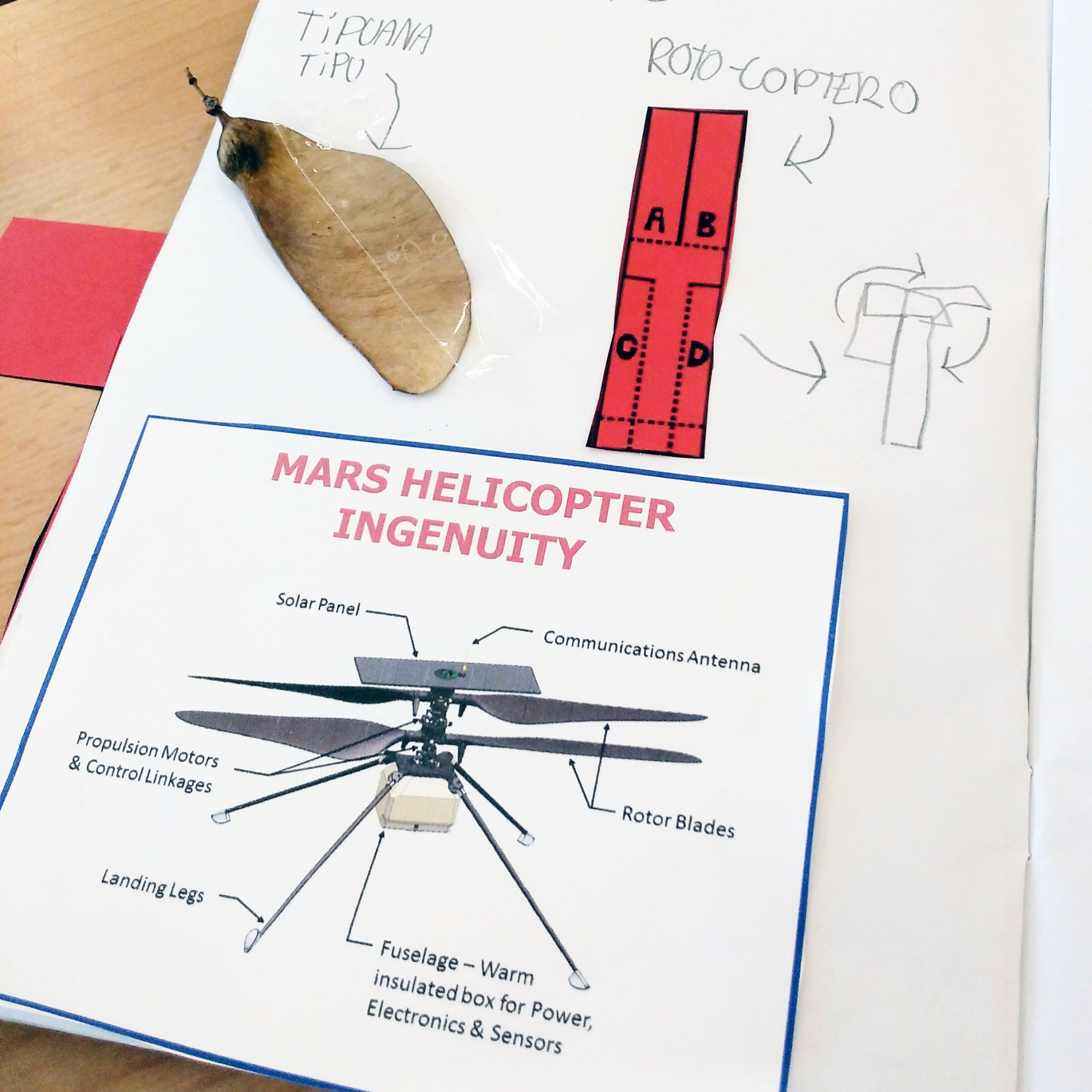 Tallers Ciència Física Llavors Tipuana tipu rotocopter STEM ingenuityhelicopter