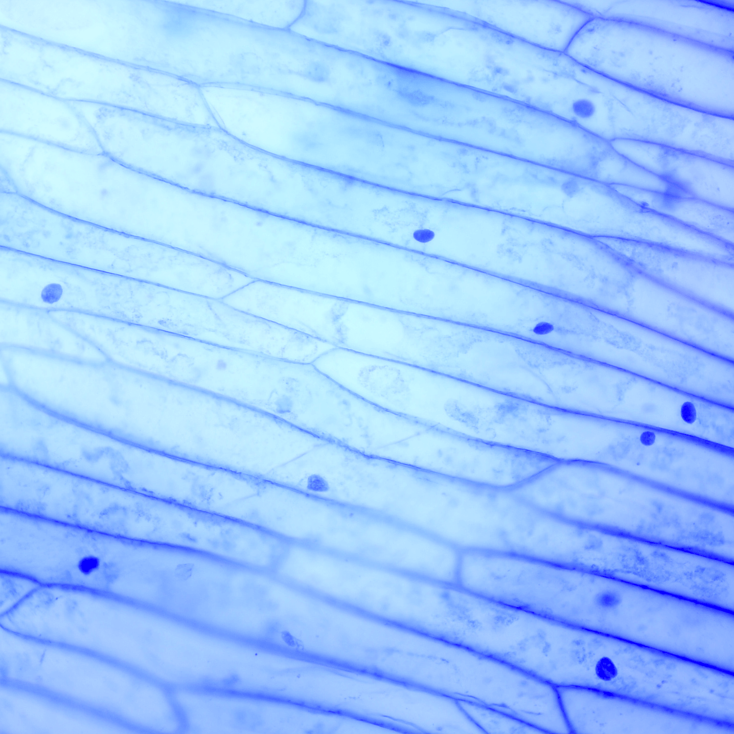 Taller de Biologia Cel·lular Microscòpia