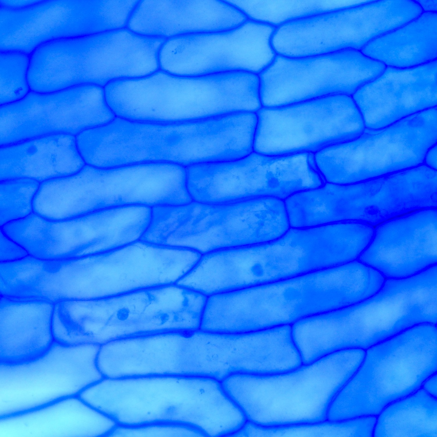 Taller Ciència Escoles Biologia Cel·lular Microscòpia Cèl·lules vegetals