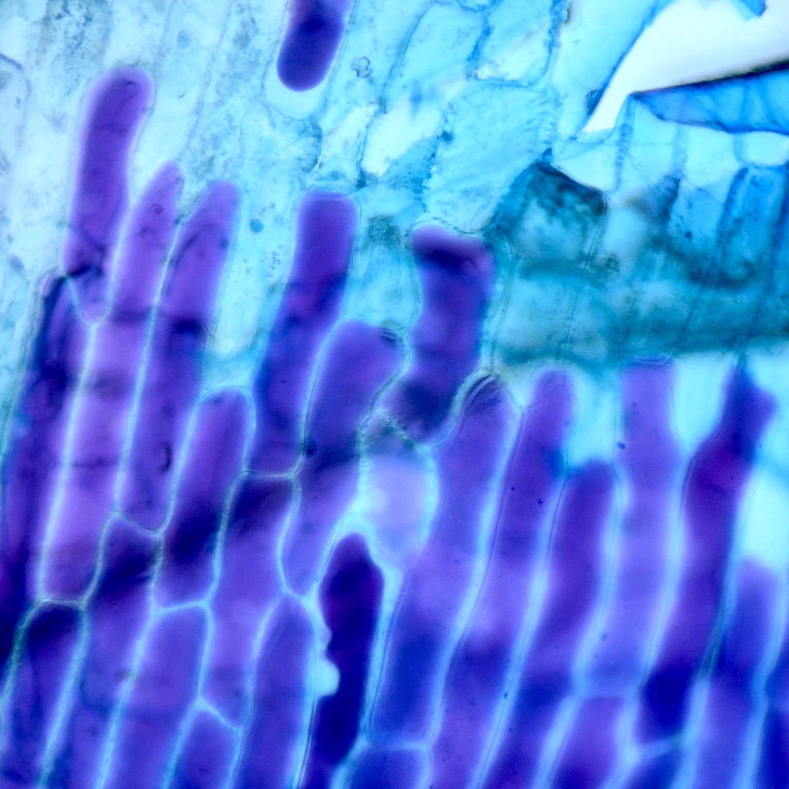 Taller Ciència Escoles Biologia Cel·lular Microscòpia Cèl·lules vegetals