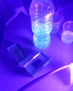 Tallers Escoles Ciència Clorofil·la STEM