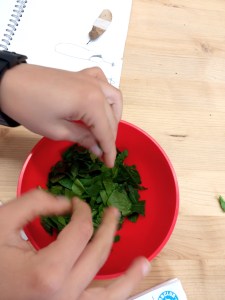 Tallers Escoles Ciència Clorofil·la STEM