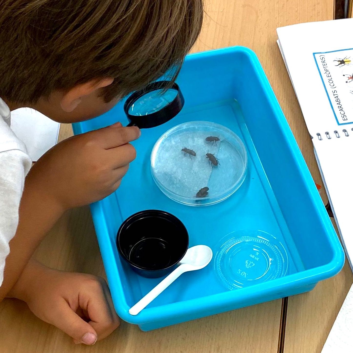 Tallers Extraescolars Ciència Coleòpters Insectes STEM