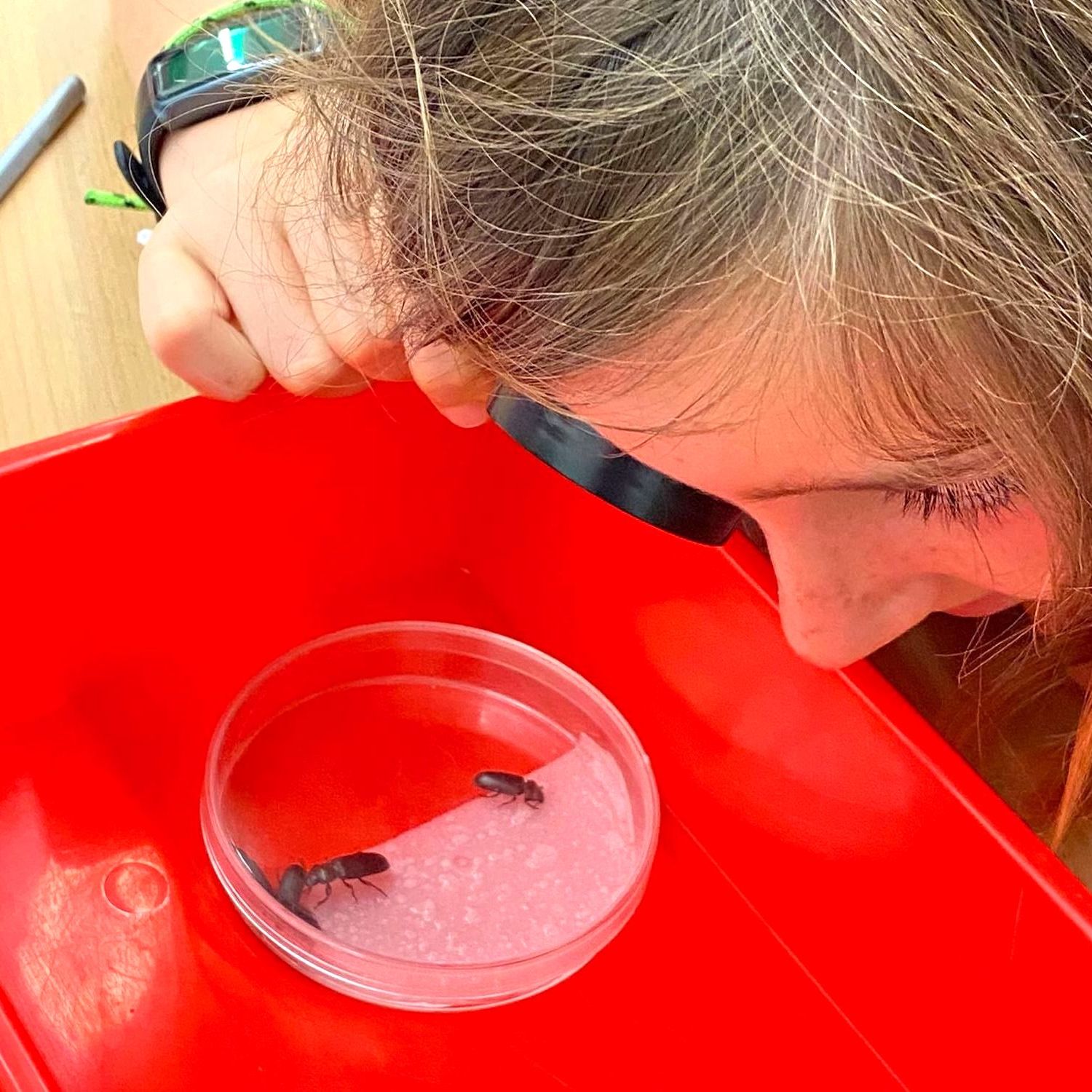 Tallers Extraescolars Ciència Coleòpters Insectes STEM