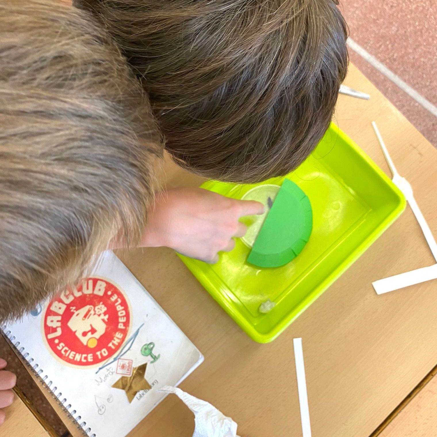 Tallers Extraescolars Ciència Coleòpters Insectes STEM