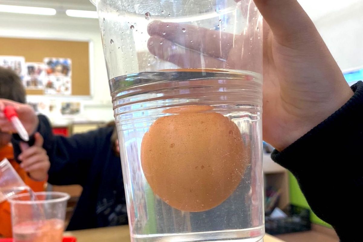 Tallers Escoles Ciència experiments amb ous física STEM